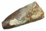 Fossil Spinosaurus Tooth - Real Dinosaur Tooth #234255-1